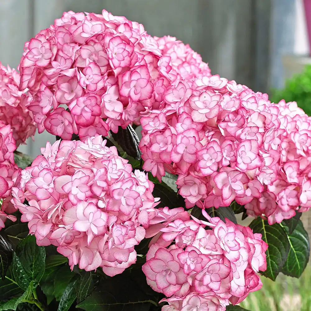 Градинска хортензия Miss Saori, с двуцветни розово-бели цветове, обилен летен цъфтеж