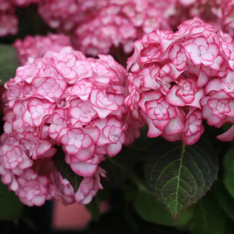 Градинска хортензия Miss Saori, с двуцветни розово-бели цветове, обилен летен цъфтеж