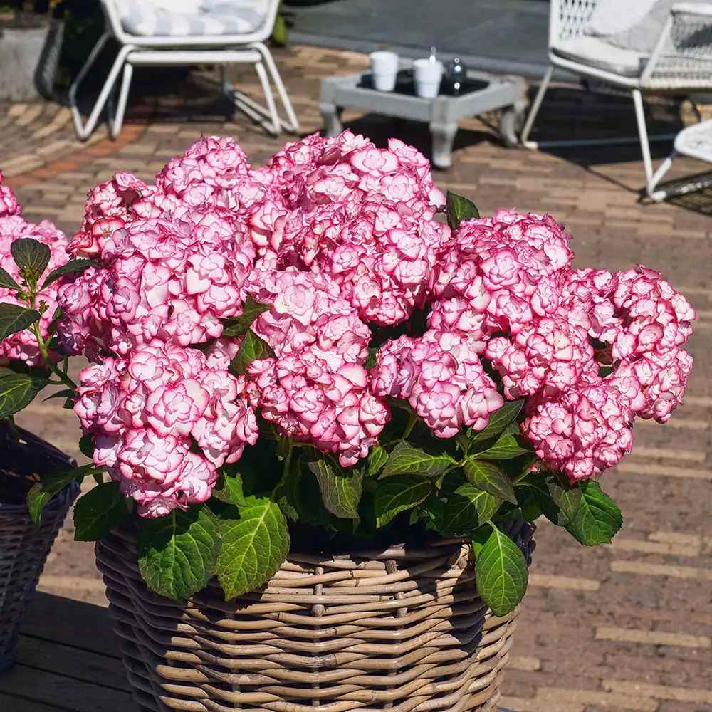 Градинска хортензия Miss Saori, с двуцветни розово-бели цветове, обилен летен цъфтеж