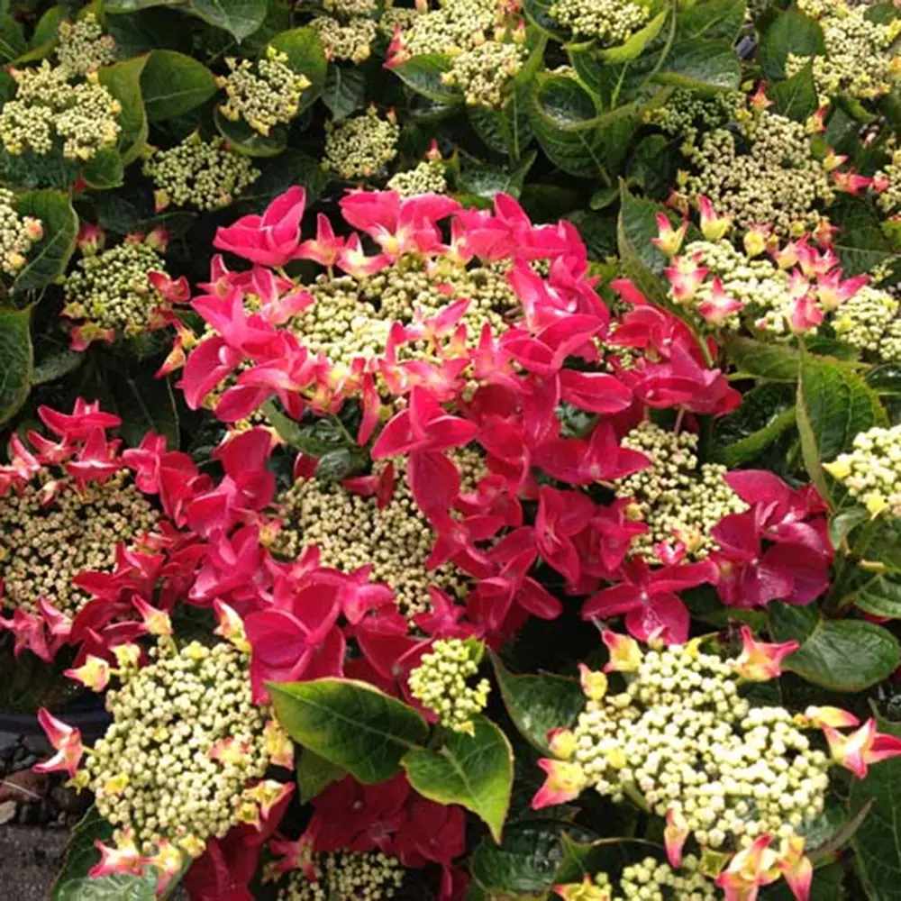 Градинска хортензия Strawberries and Cream, двуцветна, с розово-бели обилни цветове, устойчива, рядък сорт