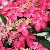 Градинска хортензия Strawberries and Cream, двуцветна, с розово-бели обилни цветове, устойчива, рядък сорт