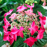 Hortensia de Gradina Strawberries and Cream, flori roz crem spectaculoase