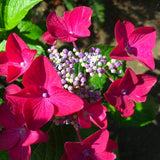 Градинска хортензия Strawberries and Cream, двуцветна, с розово-бели обилни цветове, устойчива, рядък сорт