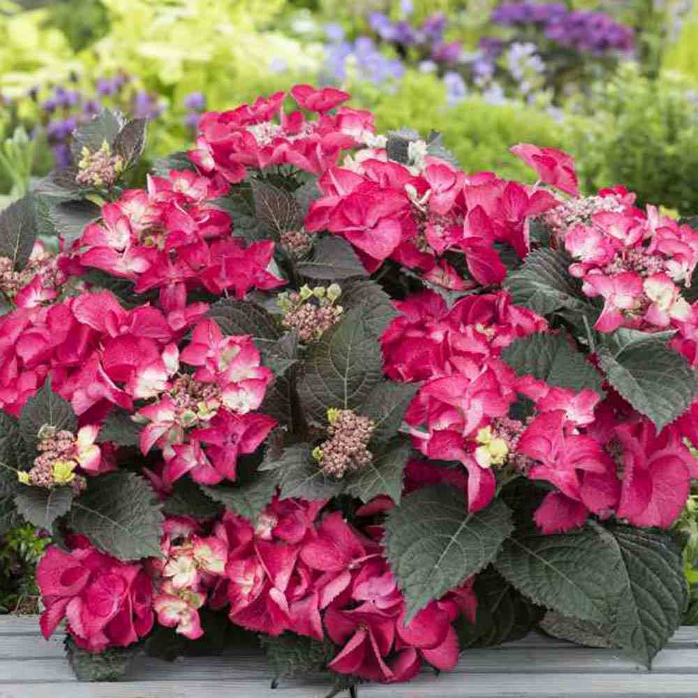 Градинска хортензия Strawberries and Cream, двуцветна, с розово-бели обилни цветове, устойчива, рядък сорт