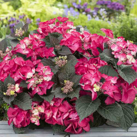 Градинска хортензия Strawberries and Cream, двуцветна, с розово-бели обилни цветове, устойчива, рядък сорт