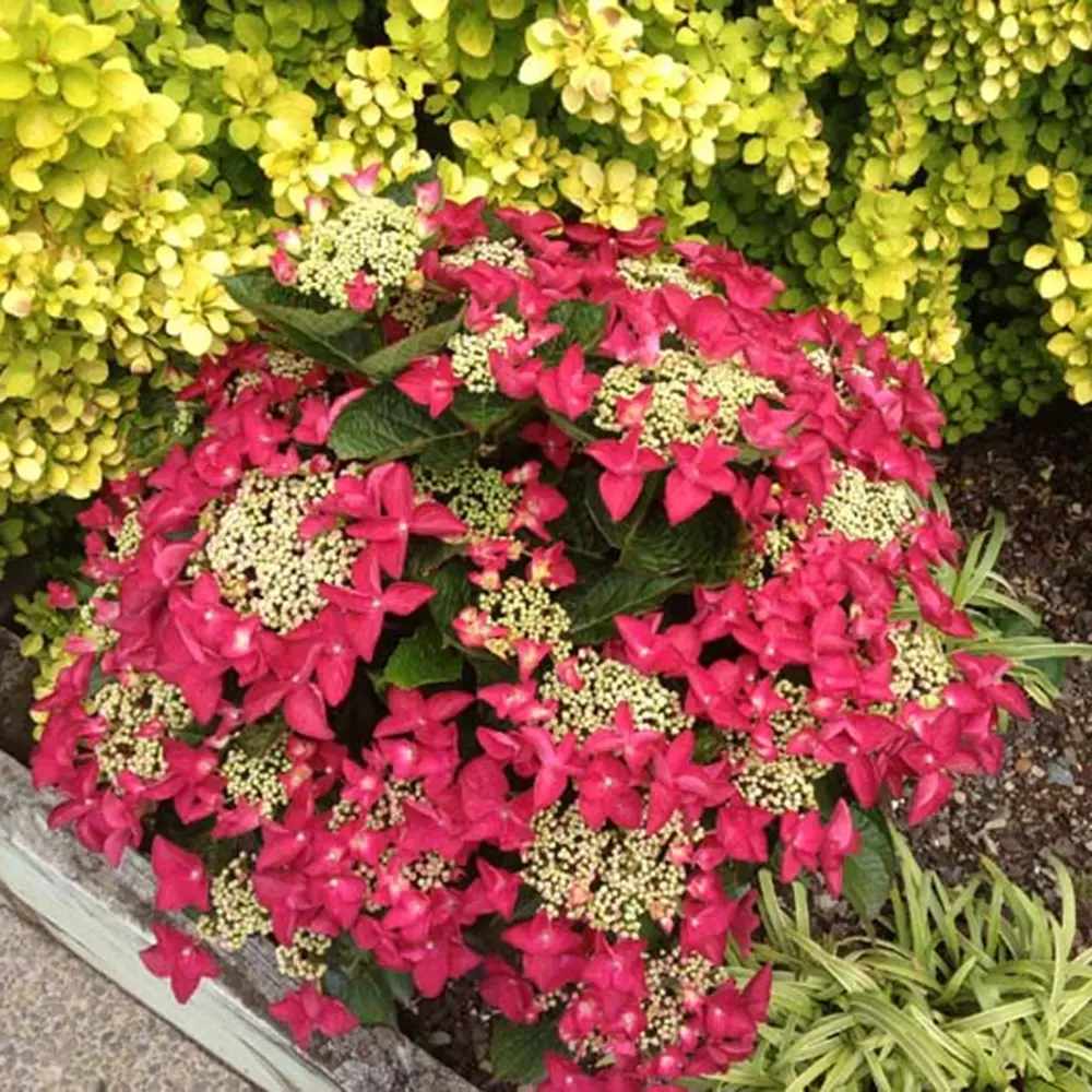 Градинска хортензия Strawberries and Cream, двуцветна, с розово-бели обилни цветове, устойчива, рядък сорт