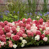Hortensie de gradina Groundbreaker Blush Ruby, hortensie pitica cu flori rosii-crem parfumate, joc de culori, rezistenta la frig, acoperitoare de sol