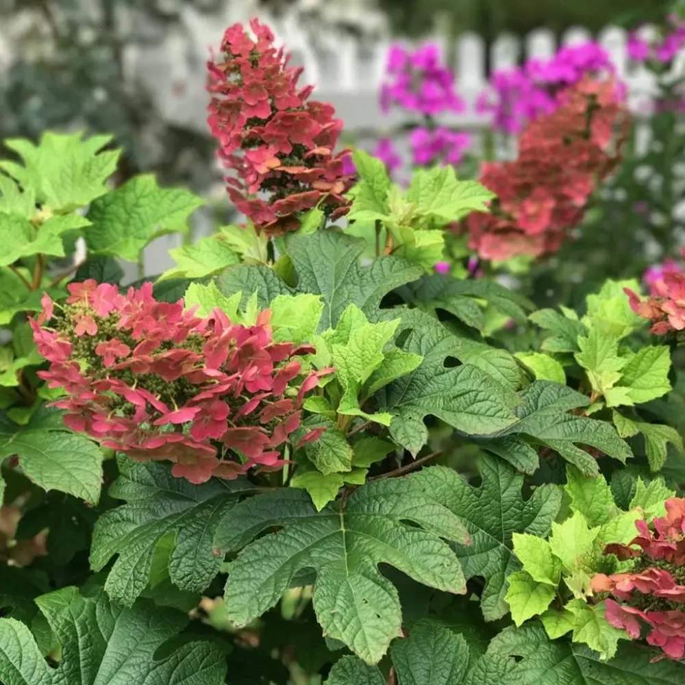 Hortensie de gradina Ruby Slippers, hortensie foioasa compacta flori roz-rosii, frunzis decorativ in forma de stejar