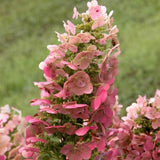 Hortensie de gradina Ruby Slippers, hortensie foioasa compacta flori roz-rosii, frunzis decorativ in forma de stejar