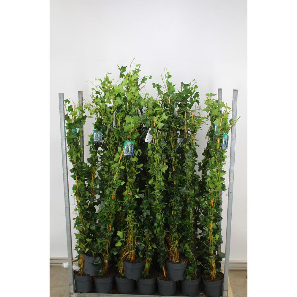 Iedera Scotiana Hedera Hibernica, cataratoare, vesnic verde, crestere rapida, forte rezistenta, gard viu sau ecran de intimitate