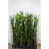 Iedera Scotiana Hedera Hibernica, cataratoare, vesnic verde, crestere rapida, forte rezistenta, gard viu sau ecran de intimitate