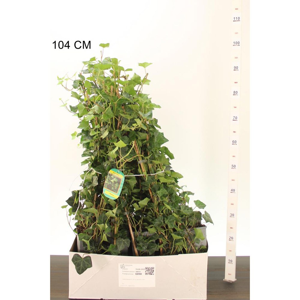 Бръшлян Hedera hibernica – вечнозелена катерлива лиана с бърз растеж
