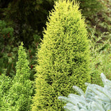 Ienupar columnar Gold Cone, frunzis galben-auriu straluctor, conifer vertical, compact
