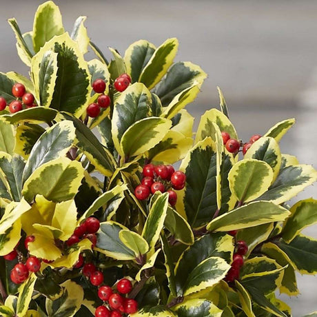 Японски лавър (Ilex) Golden King дръвче, вечнозелено, студоустойчиво