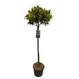 Японски лавър (Ilex) Golden King дръвче, вечнозелено, студоустойчиво