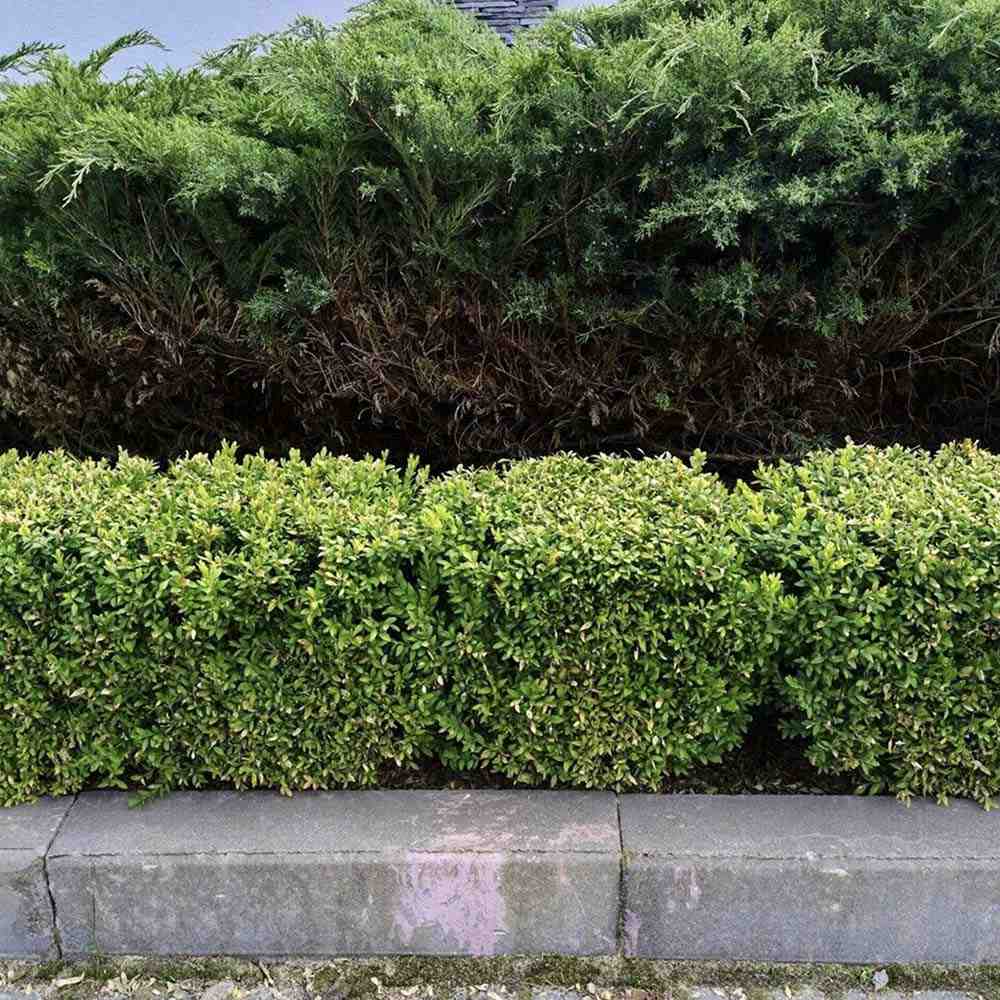 Laur Japonez Vesnic Verde Green Hedge (Ilex), Gard Viu Rezistent La Inghet