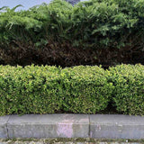 Laur Japonez Vesnic Verde Green Hedge (Ilex), Gard Viu Rezistent La Inghet