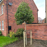 Японски лавровишня (Ilex) Nellie R. Stevens, вечнозелено декоративно дърво с червени плодове