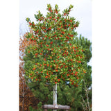 Японски лавровишня (Ilex) Nellie R. Stevens