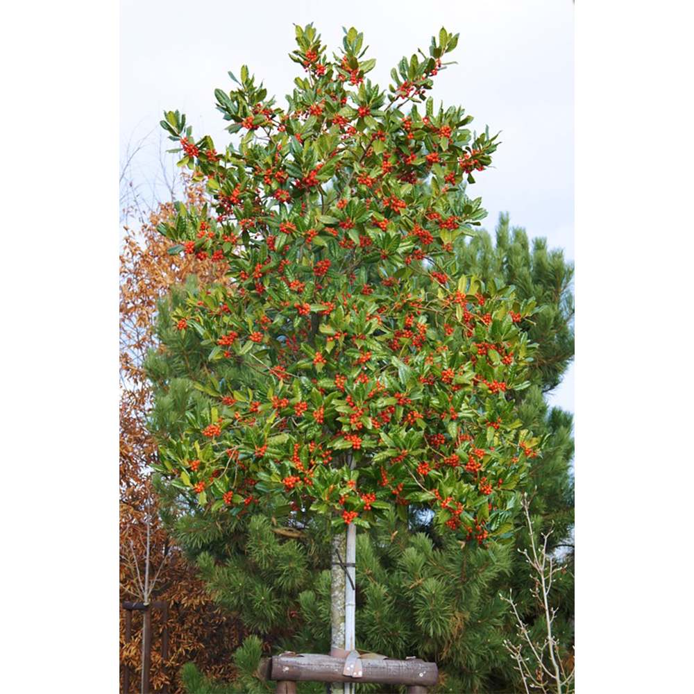 Японски лавровишня (Ilex) Nellie R. Stevens, вечнозелено декоративно дърво с червени плодове