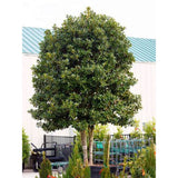 Японски лавровишня (Ilex) Nellie R. Stevens