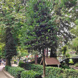 Японски лавровишня (Ilex) Nellie R. Stevens