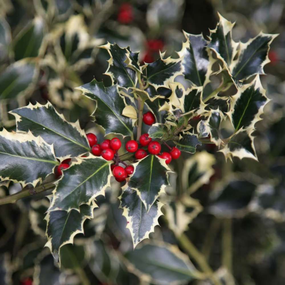 Laur Japonez (Ilex) Argentea Marginata Tip Copacel, vesnic verde, frunze pestrite argintii, fructe rosii decorative, decor iarna