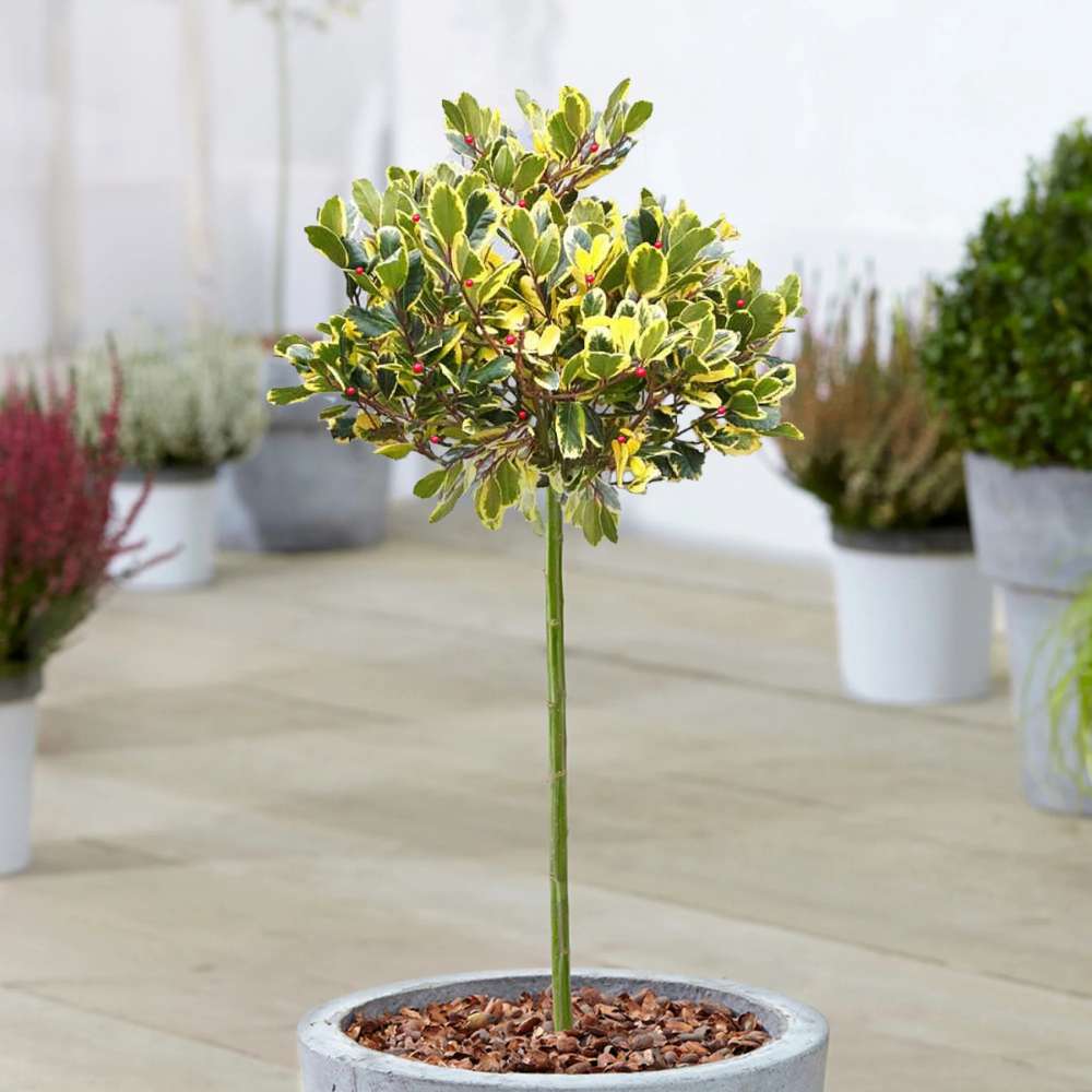 Laur Japonez (Ilex) Argentea Marginata Tip Copacel, vesnic verde, frunze pestrite argintii, fructe rosii decorative, decor iarna