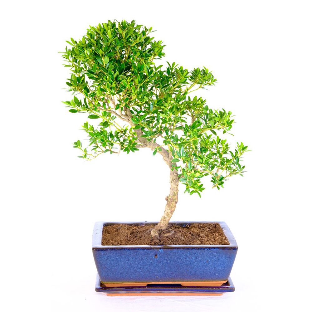 Бонсай с Ilex crenata – вечнозелено декоративно дърво в японски стил – 30 см