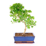 Бонсай с Ilex crenata – вечнозелено декоративно дърво в японски стил – 30 см
