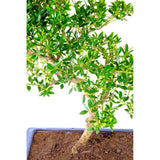 Бонсай с Ilex crenata – вечнозелено декоративно дърво в японски стил – 30 см