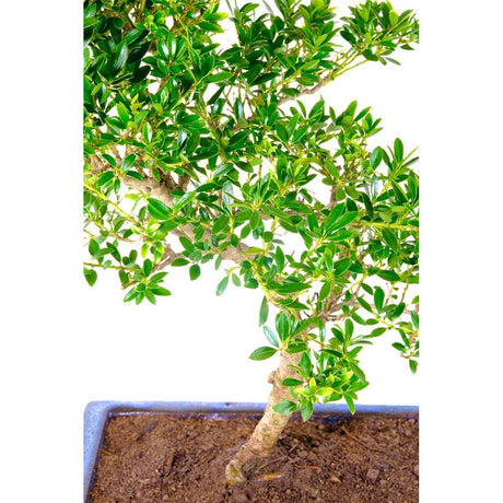 Бонсай с Ilex crenata – вечнозелено декоративно дърво в японски стил – 30 см
