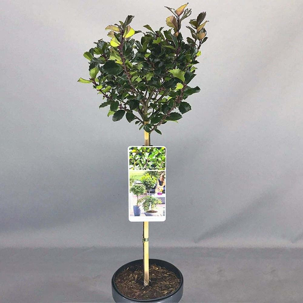 Laur Japonez (Ilex) Heckenfee Tip Copacel, Vesnic Verde, Rezistent La Inghet