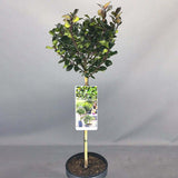 Laur Japonez (Ilex) Heckenfee Tip Copacel, Vesnic Verde, Rezistent La Inghet