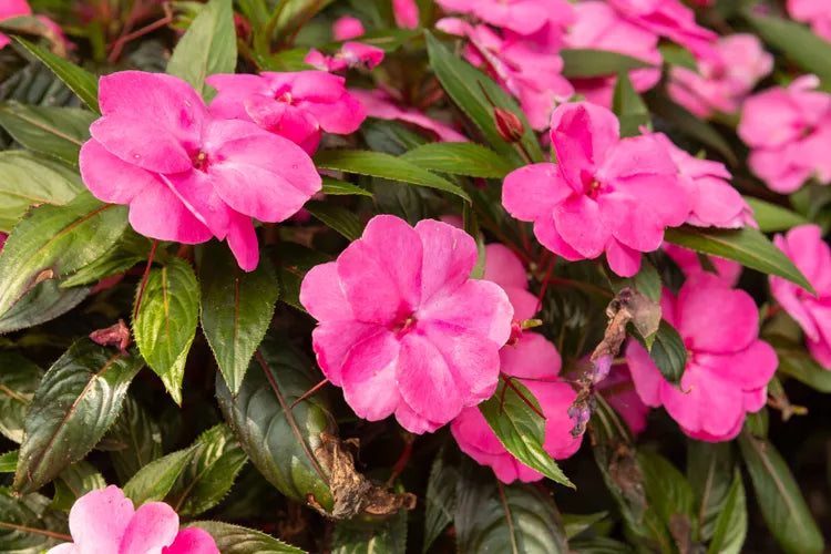 Sporul casei New Guinea Tamarinda Pink, flori roz spectaculoase pentru balcon si gradina