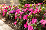 Sporul casei New Guinea Tamarinda Pink, flori roz spectaculoase pentru balcon si gradina