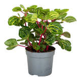 Иресине 'Rich Funnygold' – тропическо стайно растение със златисто-жълти листа – 25-30 см
