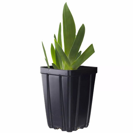 Iris Germanica (Stanjenel) Lunar Fire, cu flori aurii-piersic parfumate, crestere rapida, bulb plantat In ghiveci