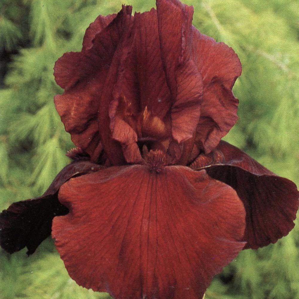 Iris Germanica (Stanjenel) Samurai Warrior - Bulb Plantat In Ghiveci