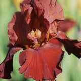 Iris Germanica (Stanjenel) Samurai Warrior - Bulb Plantat In Ghiveci