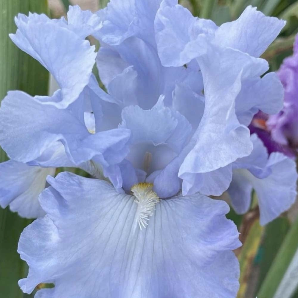 Iris Germanica (Stanjenel) Babbling Brook - Bulb Plantat In Ghiveci