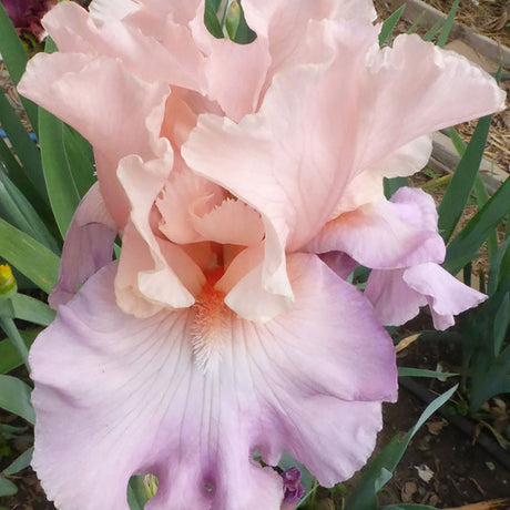 Iris Germanica (Stanjenel) Blushing Pink - Bulb Plantat In Ghiveci