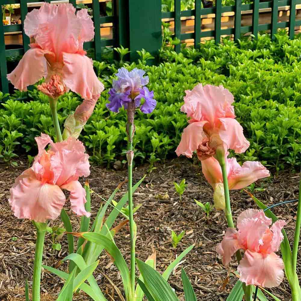 Iris Germanica (Stanjenel) Blushing Pink - Bulb Plantat In Ghiveci