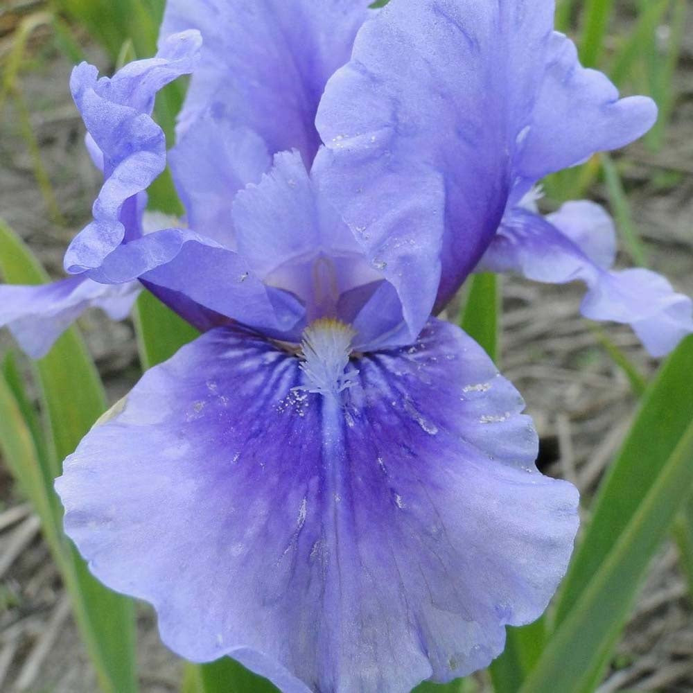 Iris Germanica mov-pal (Stanjenel) Bedtime Story - Bulb Plantat In Ghiveci