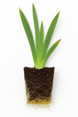Iris Germanica (Stanjenel) Imperator, flori mov-violet parfumate, crestere rapida, bulb plantat in ghiveci