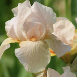 Iris Germanica (Stanjenel) Constant Wattez - Bulb Plantat In Ghiveci