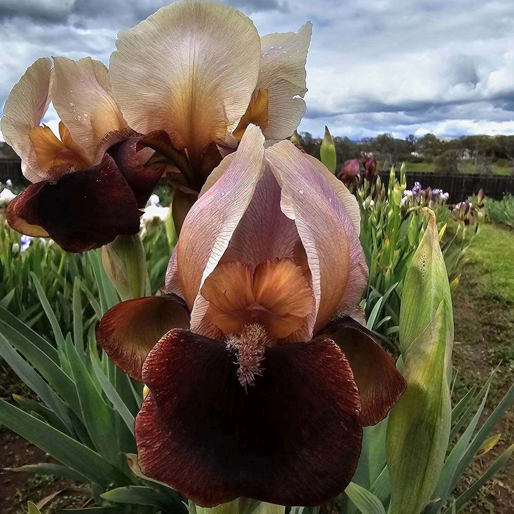 Iris Germanica (Stanjenel) Cimarron Strip, cu flori burgundiu-somon