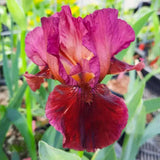 Iris Germanica (Stanjenel) Fabulous Jeanet, cu flori bicolore violet si rosu inchis parfumate, crestere rapida, bulb plantat In ghiveci