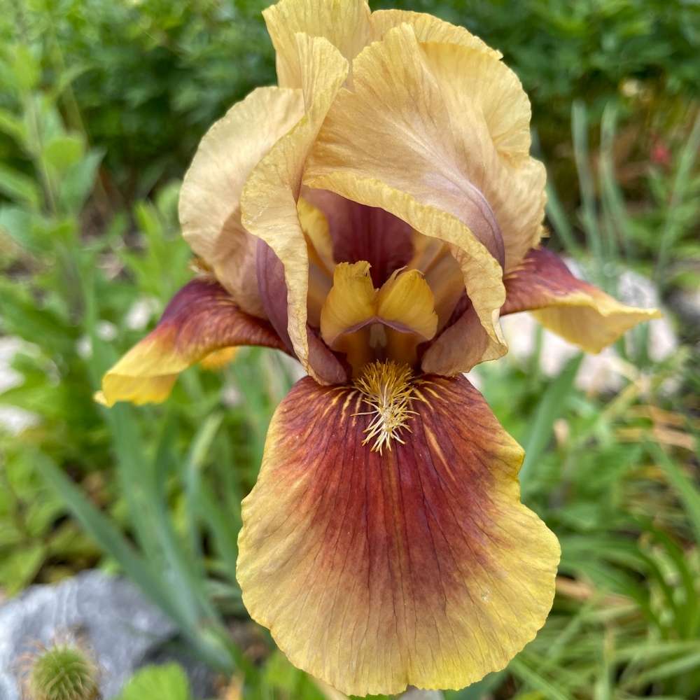 Iris Germanica (Stanjenel) Oklahoma Bandit, cu flori bicolore violet si albastru intens parfumate, crestere rapida, bulb plantat In ghiveci
