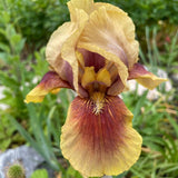 Iris Germanica (Stanjenel) Oklahoma Bandit, cu flori bicolore violet si albastru intens parfumate, crestere rapida, bulb plantat In ghiveci